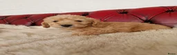 Schnoodle dogs for sale: SCRUMPTOUS BUNDLES OF FLUFF - Advert 2
