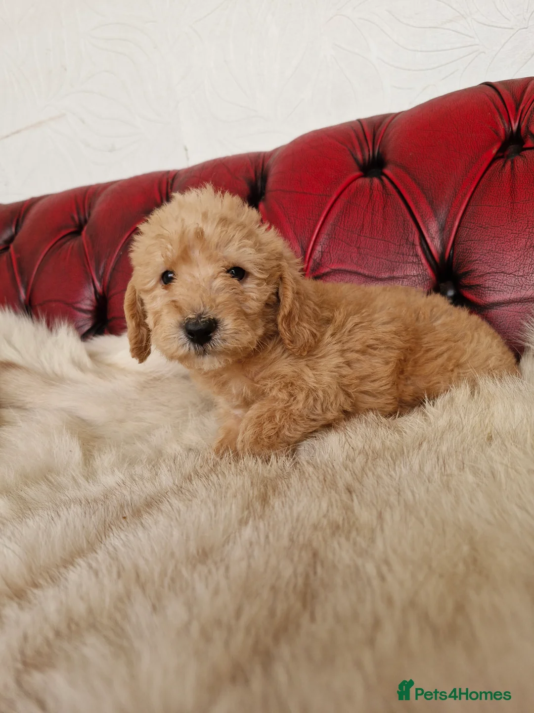 Schnoodle dogs for sale: SCRUMPTOUS BUNDLES OF FLUFF - Advert 2