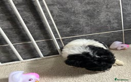 Jackapoo dogs for sale: 5 jackapoo puppies  - Image 15