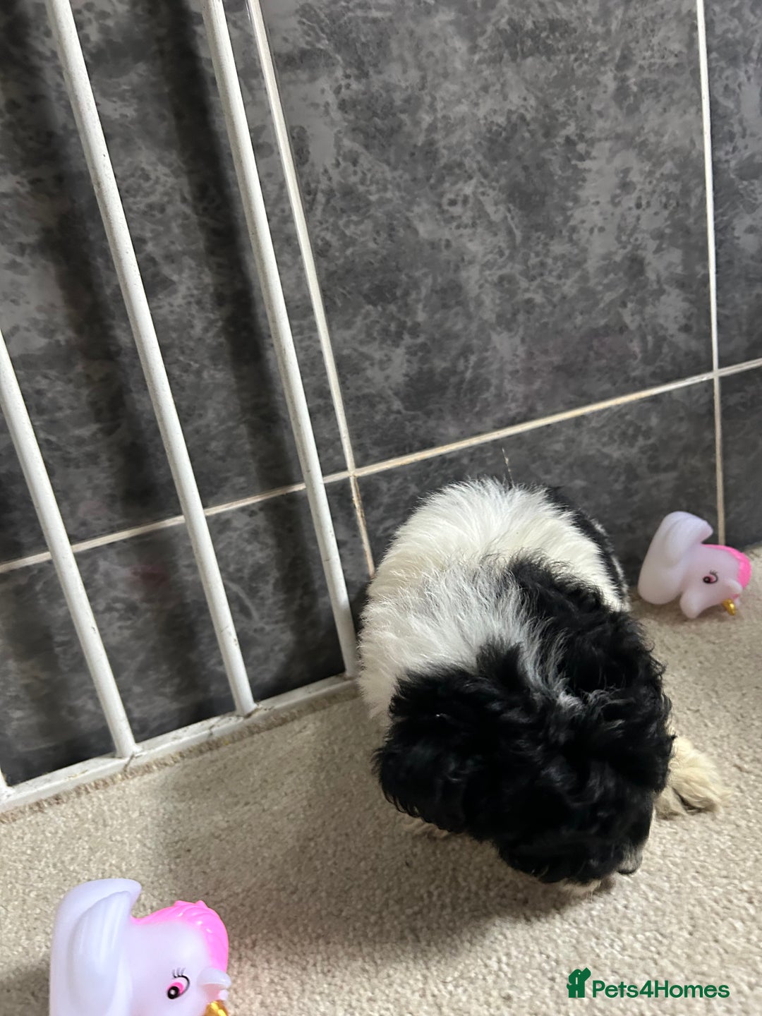Jackapoo dogs for sale: 5 jackapoo puppies  - Image 15