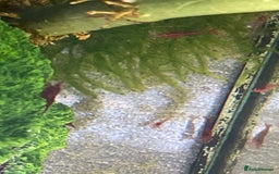 Shrimps fish for sale: Red/crystal red shrimps also baby guppies for sale - Image 2