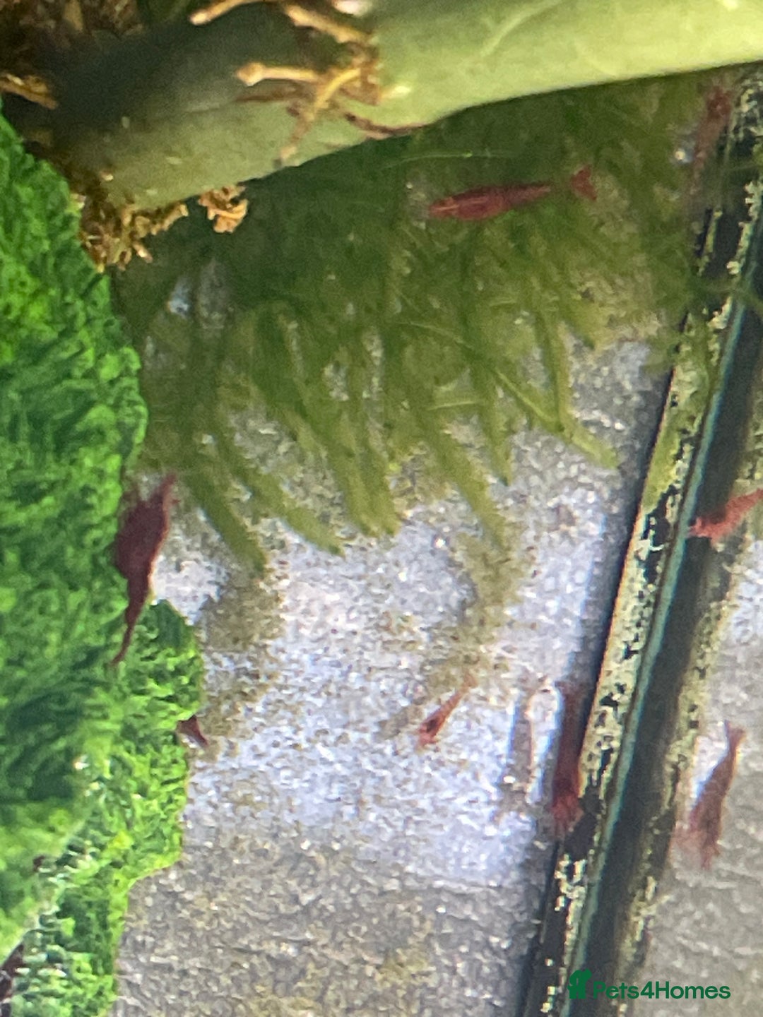 Shrimps fish for sale: Red/crystal red shrimps also baby guppies for sale - Image 2