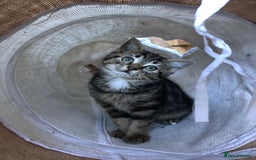 Mixed Breed cats for sale: Cute Tabby Baby Girl 🐈 - Image 11