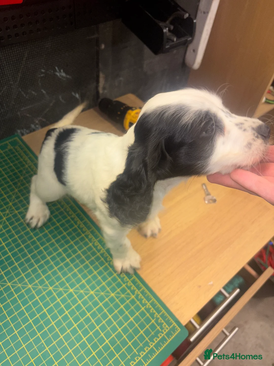 Cocker Spaniel dogs for sale: Cocker spaniel puppy  - Advert 2