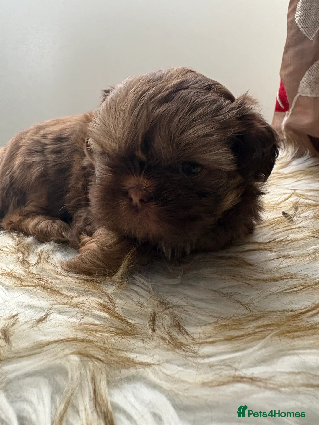 Shih Tzu dogs for sale: 3 Beautiful Puppys - Advert 18