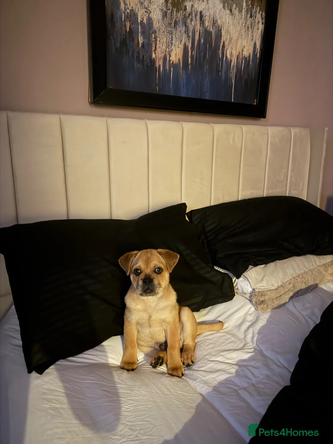 Mixed Breed dogs for sale: Simba  in Bury - Advert 4