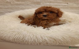 Cavapoo dogs for sale: Beautiful Cavapoos  - Image 3