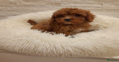 Cavapoo dogs - Advert 3