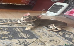 French Bulldog dogs for sale: French bulldog  - Image 3