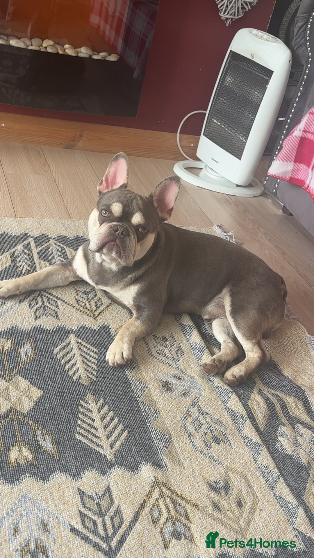 French Bulldog dogs for sale: French bulldog  - Image 3