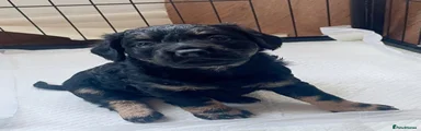 Black male