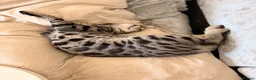 Bengal cats for sale: 🖤Triple Grand Champion — TICA - Registered Bengal - Advert 15