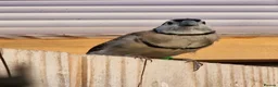 Finches birds for sale: Female Owl Finch rung - Advert 3