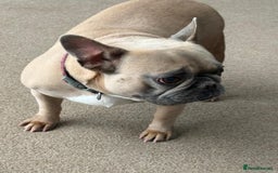 French Bulldog dogs for sale: Female french bulldog 3 years old  - Image 4