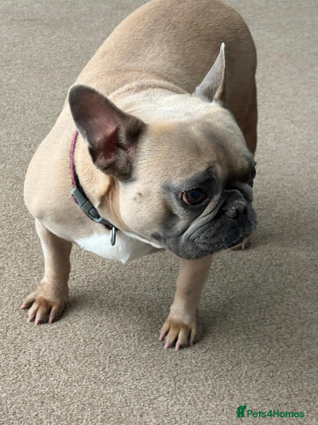 French Bulldog dogs for sale: Female french bulldog 3 years old  - Image 4