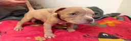 American Bully dogs for sale: American pocket bully puppies for sale 🐾 - Advert 31