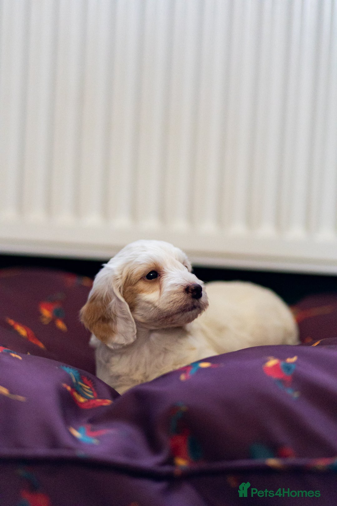 Cockapoo dogs for sale: Working Cockerpoos - Image 4