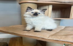 Ragdoll cats for sale: *REDUCED*GCCF Registered Ragdolls Blue/Seal/Lynx - Image 8