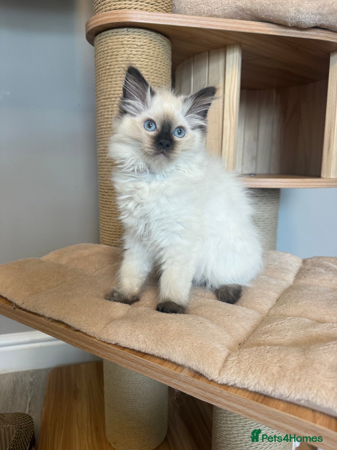 Ragdoll cats for sale: *REDUCED*GCCF Registered Ragdolls Blue/Seal/Lynx - Image 8