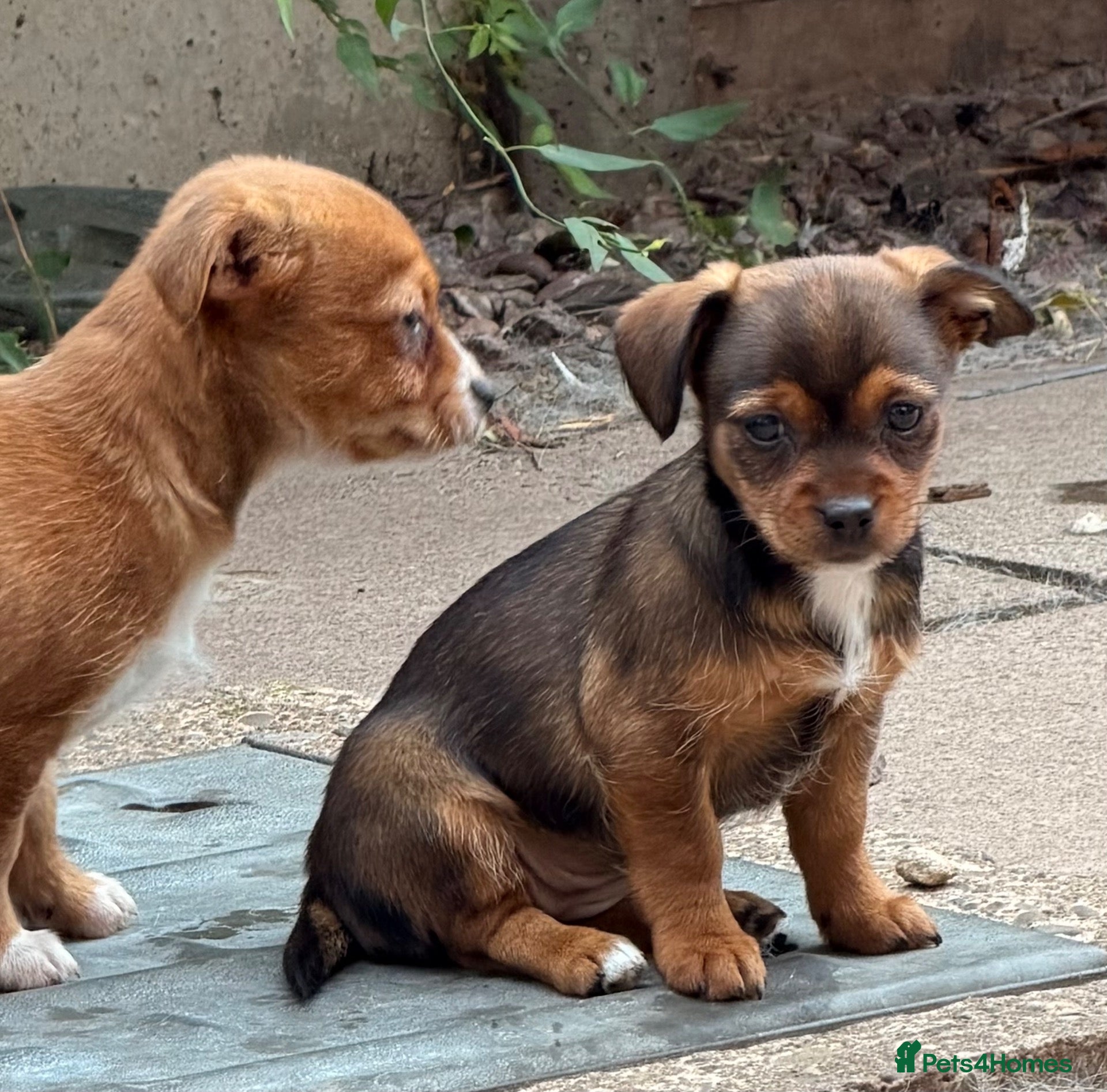 Mixed Breed dogs Jack Russell x terrier  - Advert 14