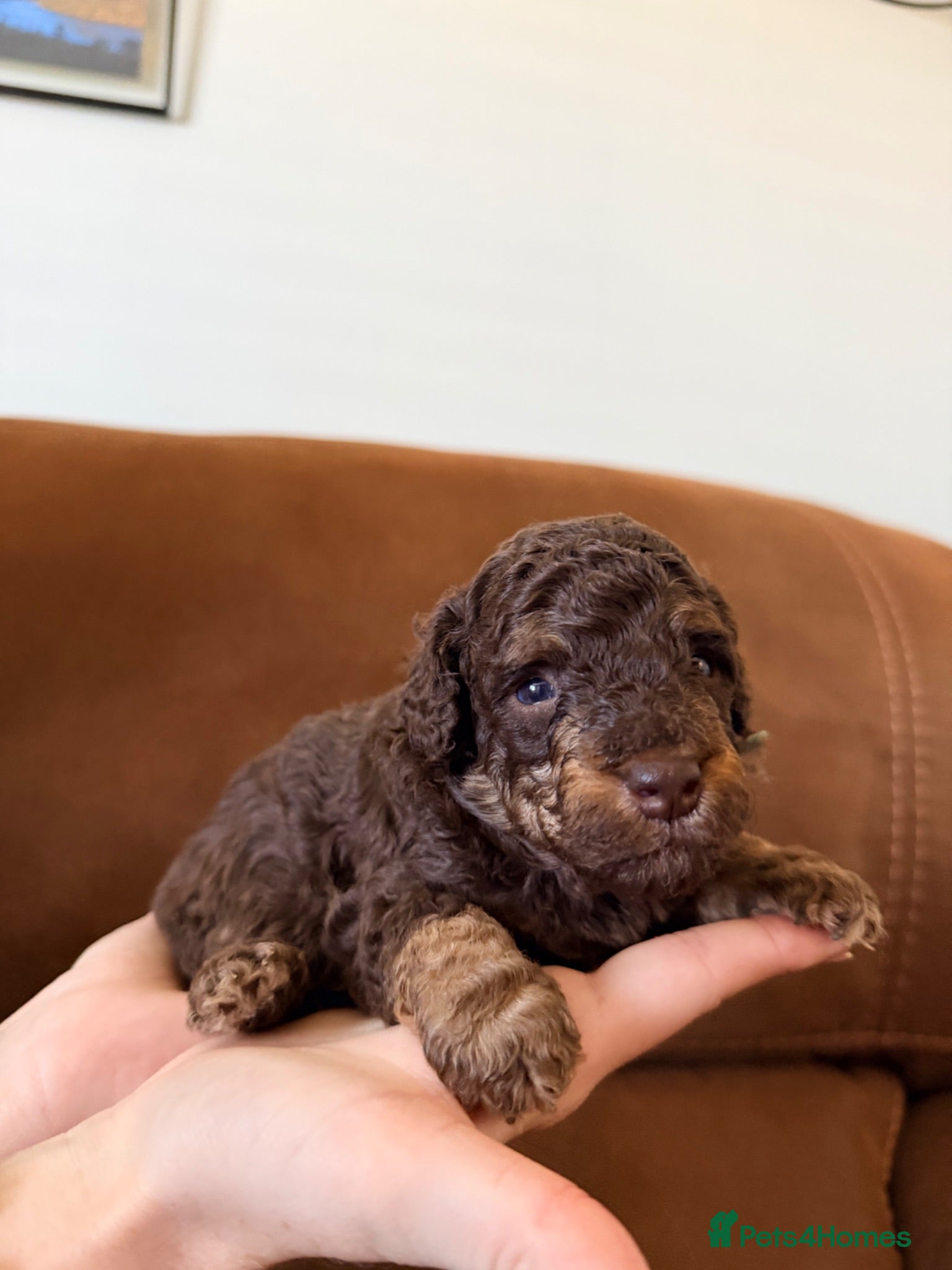 Cockapoo dogs Cockapoo - Advert 3