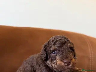 Cockapoo dogs Cockapoo - Advert 3