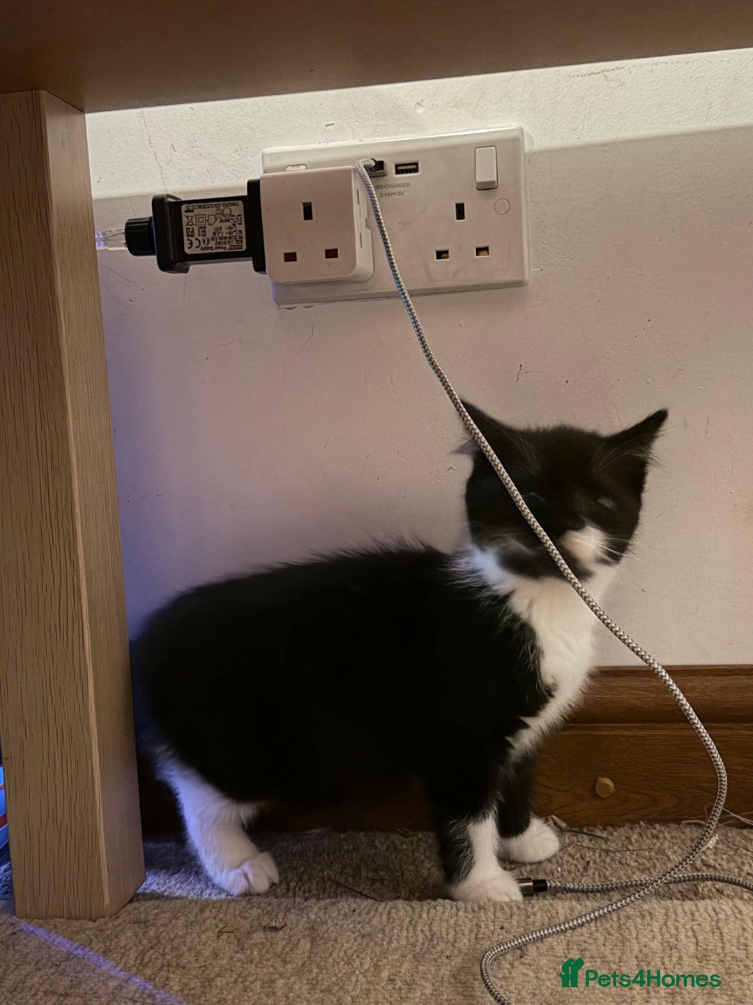 Mixed Breed cats for sale: Kittens for a good home - Advert 3