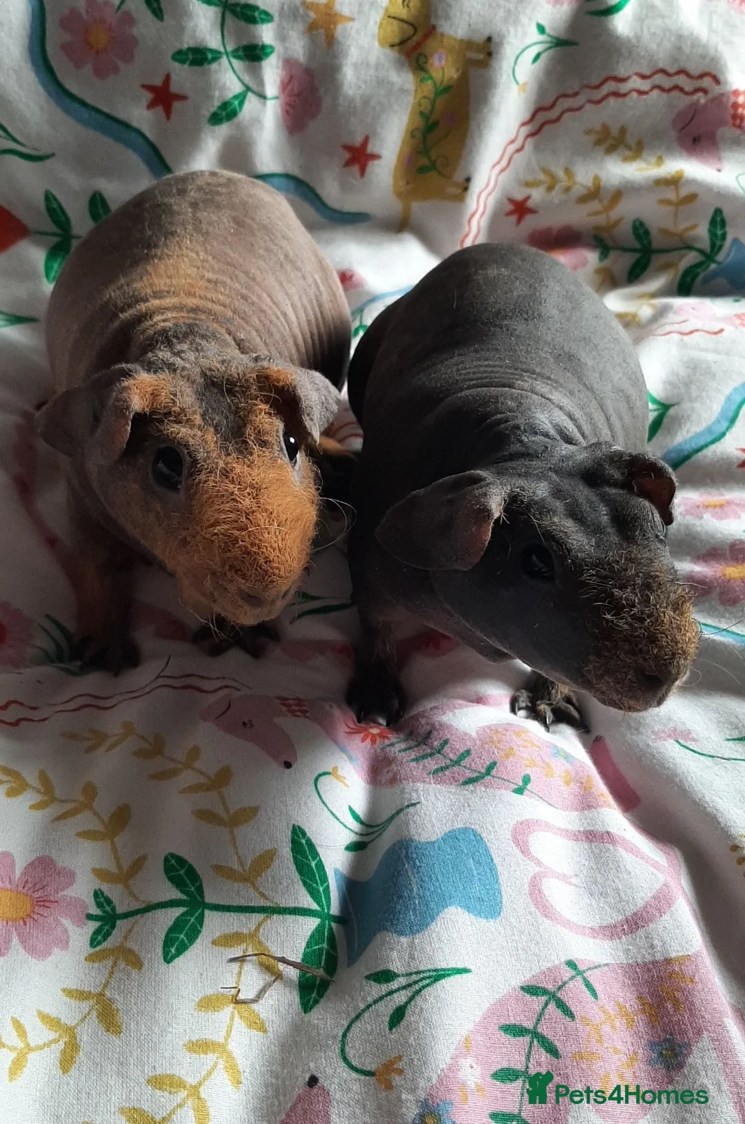 Guinea Pig rodents for sale: Skinny pigs with pedigrees. - Advert 1