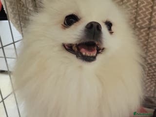Pomeranian dogs Beautiful male merl pomeranian KC registered - Advert 4