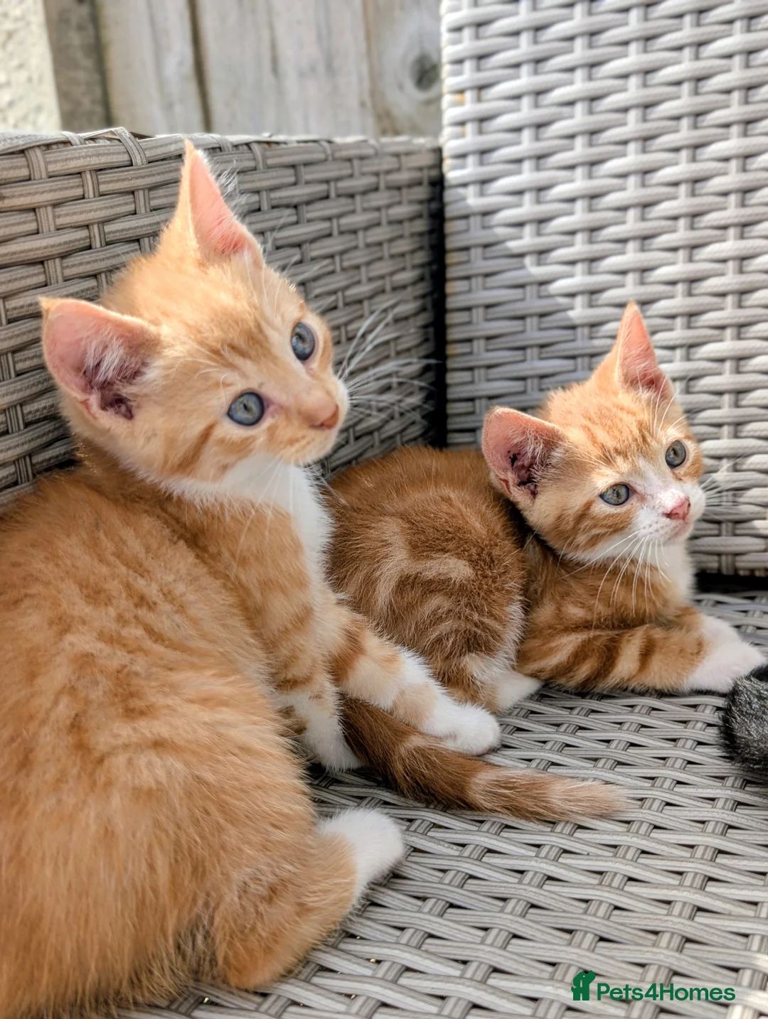 Mixed Breed cats for sale: Rare ginger female kittens and black stripey male. - Advert 1