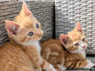 Mixed Breed cats Rare ginger female kittens and black stripey male. - Advert 13