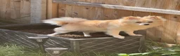 Pomchi dogs for sale: Pomchi - Advert 2