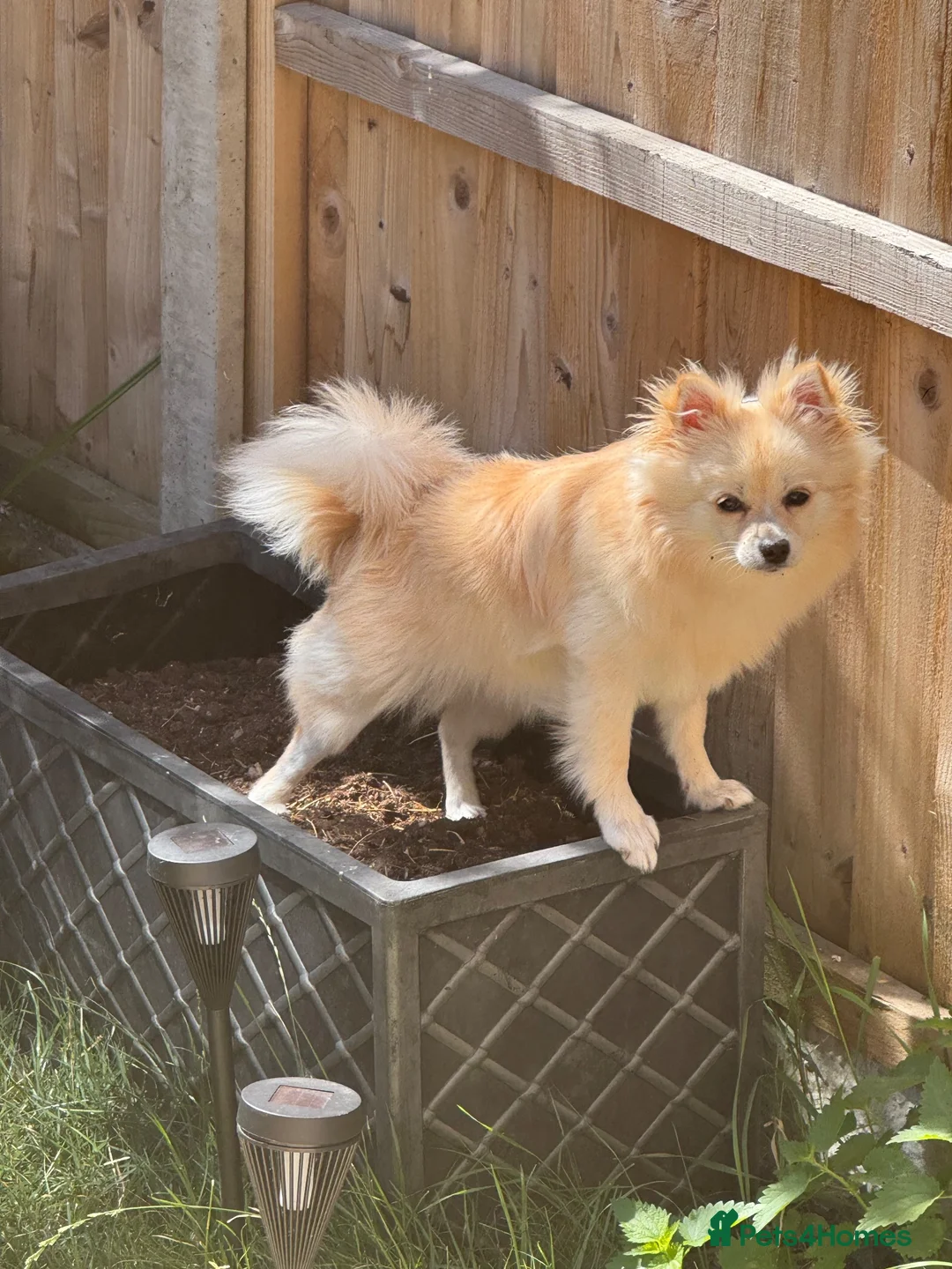 Pomchi dogs for sale: Pomchi - Advert 2