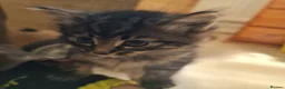 Mixed Breed cats for sale: Kittens in Ipswich - Advert 12
