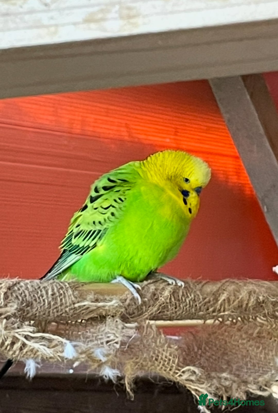 Budgerigars birds for sale: Beautiful Adult Budgies - Image 3