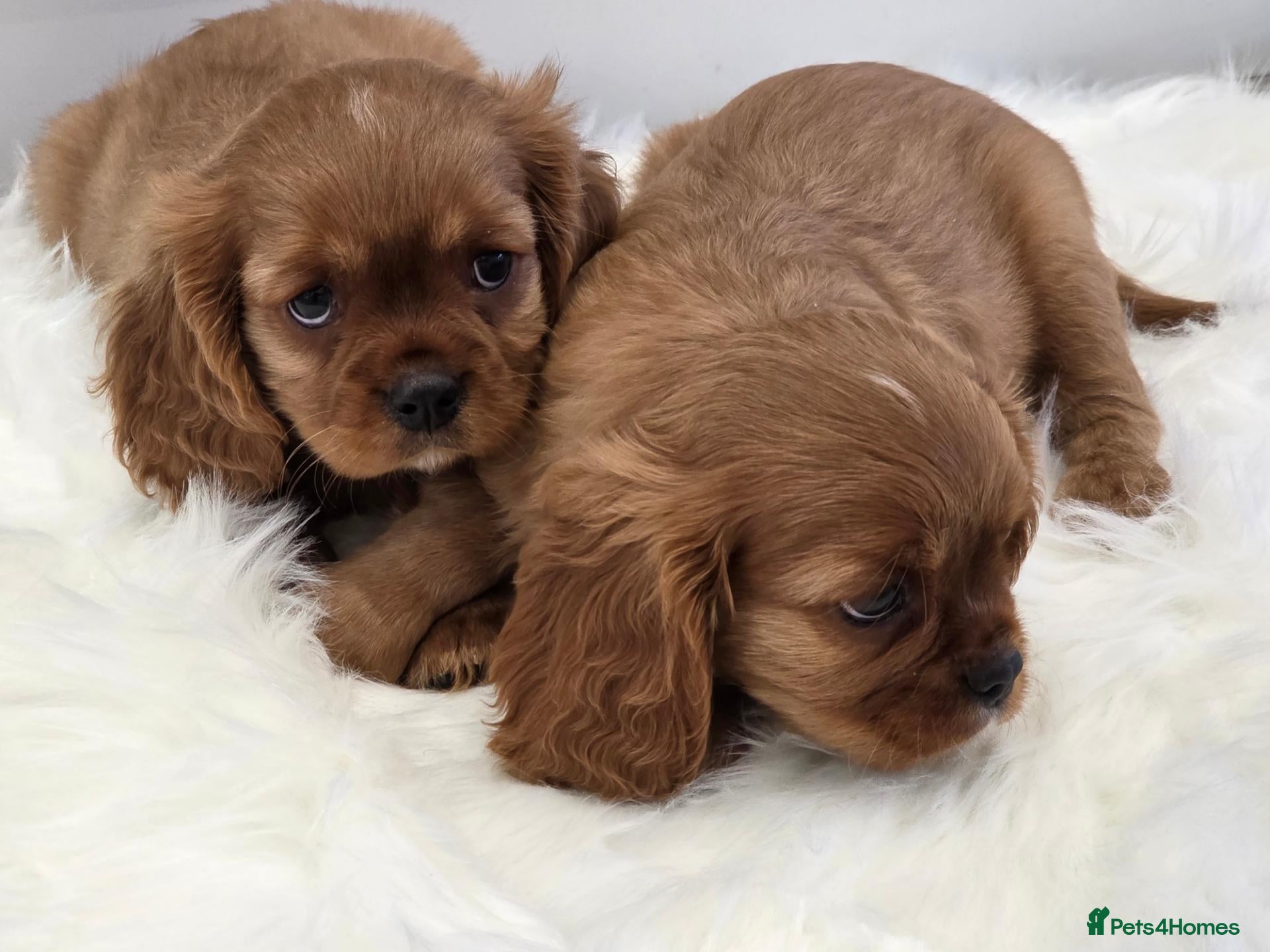 Cavalier King Charles Spaniel dogs Stunning kc reg health tested cavaliers - Advert 2