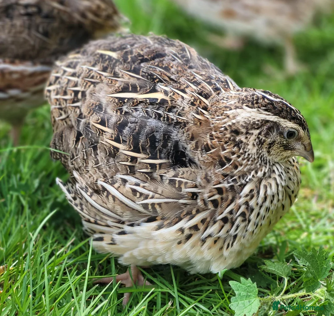 Quail poultry for sale: 12 Quail Hatching eggs  - Advert 6