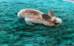 Rex rabbits for sale: Pure bred mini Rex  - Image 10