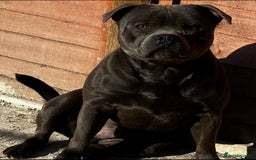Staffordshire Bull Terrier dogs for stud: SOLID BLUE PIRO x JOKER BLOODLINE in London - Image 1