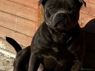 Staffordshire Bull Terrier dogs SOLID BLUE PIRO x JOKER BLOODLINE in London - Advert 1