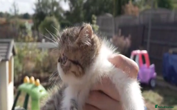 Persian cats for sale: Persian kittens KC Registered with pedigree - Image 27