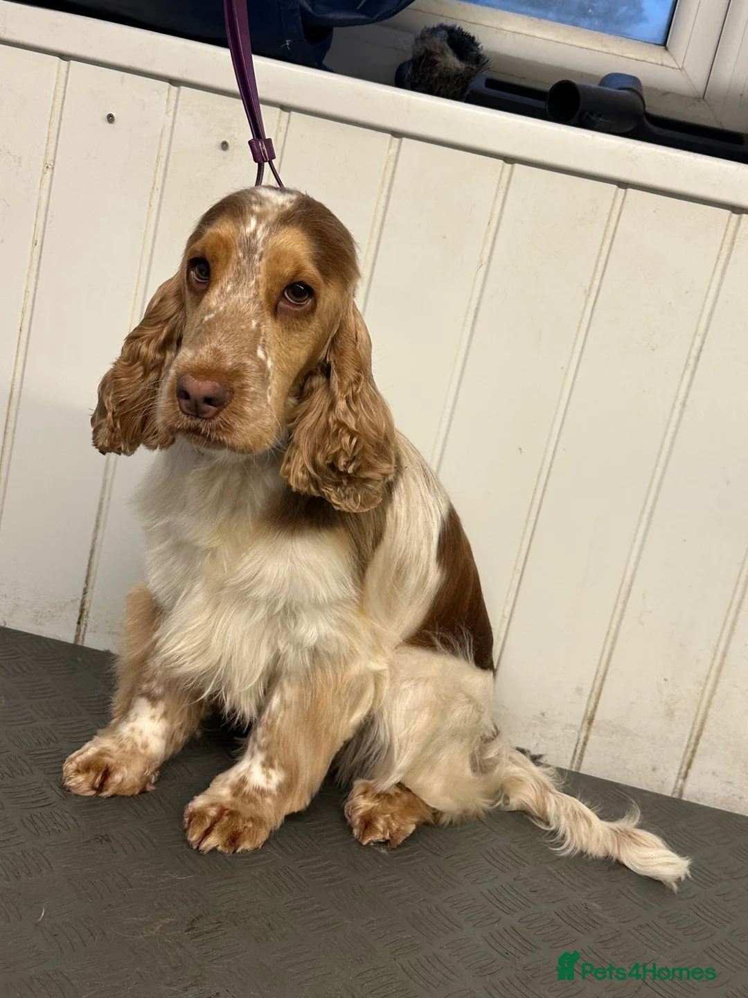 Cocker Spaniel dogs for sale: 2 Year old Cocker Spaniel Female - Advert 1
