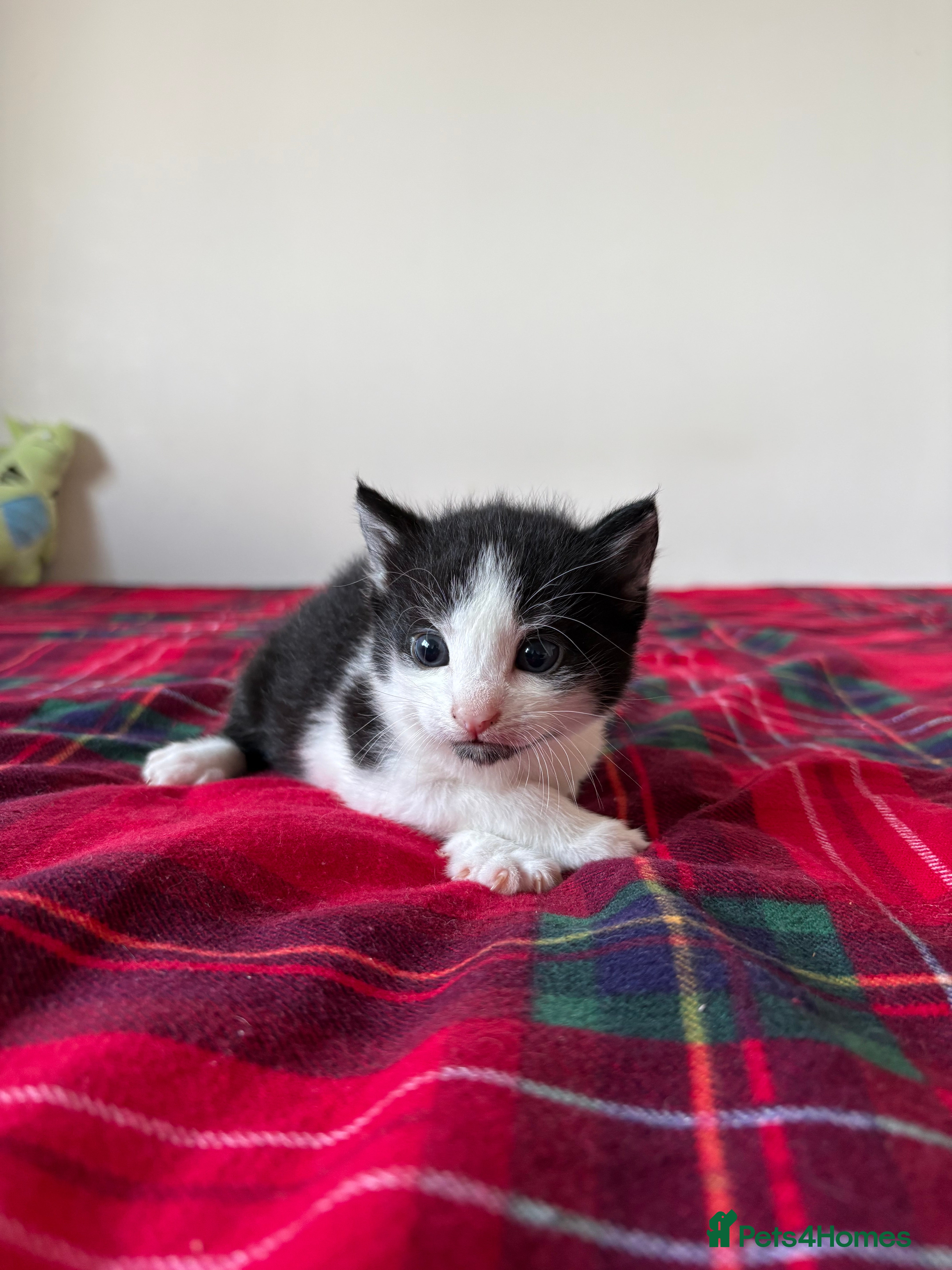 Mixed Breed cats ALL RESERVED  - Advert 2