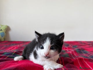 Mixed Breed cats Black and white last left kitten for sale - Advert 13