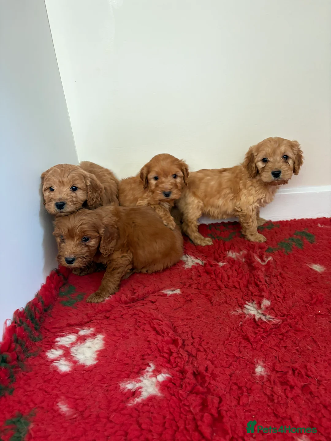 Cockapoo dogs for sale: 4 stunning cockapoo puppies for sale  - Advert 4