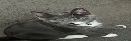 British Shorthair cats for sale: Gorgeous grey and white kitten for sale - Advert 6
