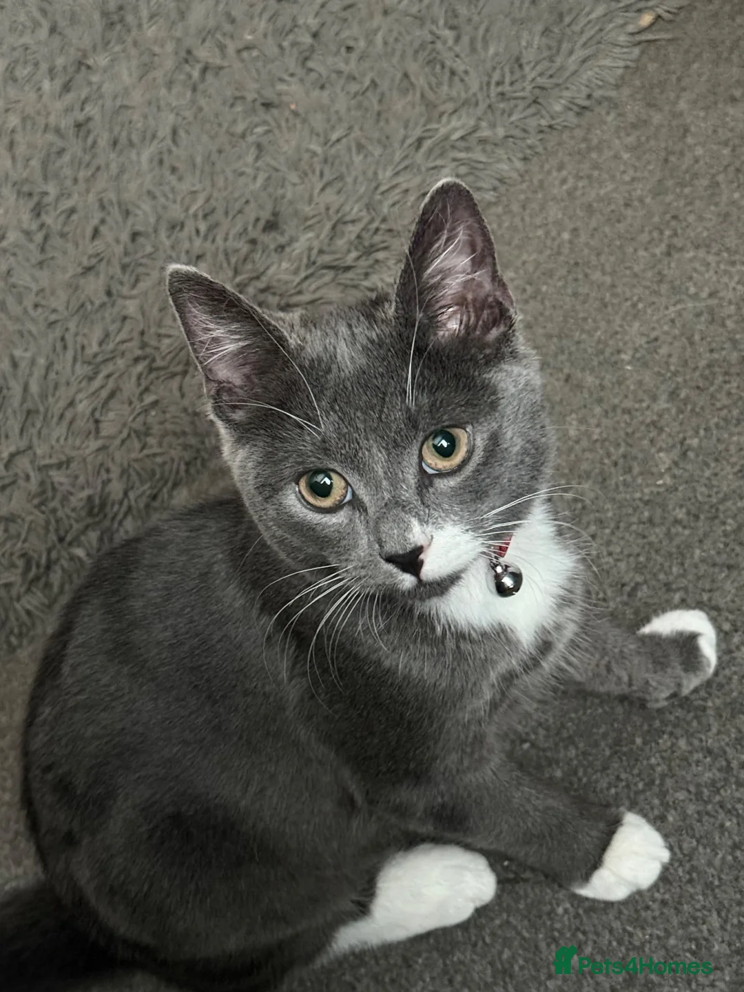British Shorthair cats for sale: Gorgeous grey and white kitten for sale - Advert 6