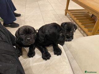 Cane Corso dogs Ready to go on the 9th December - Advert 4