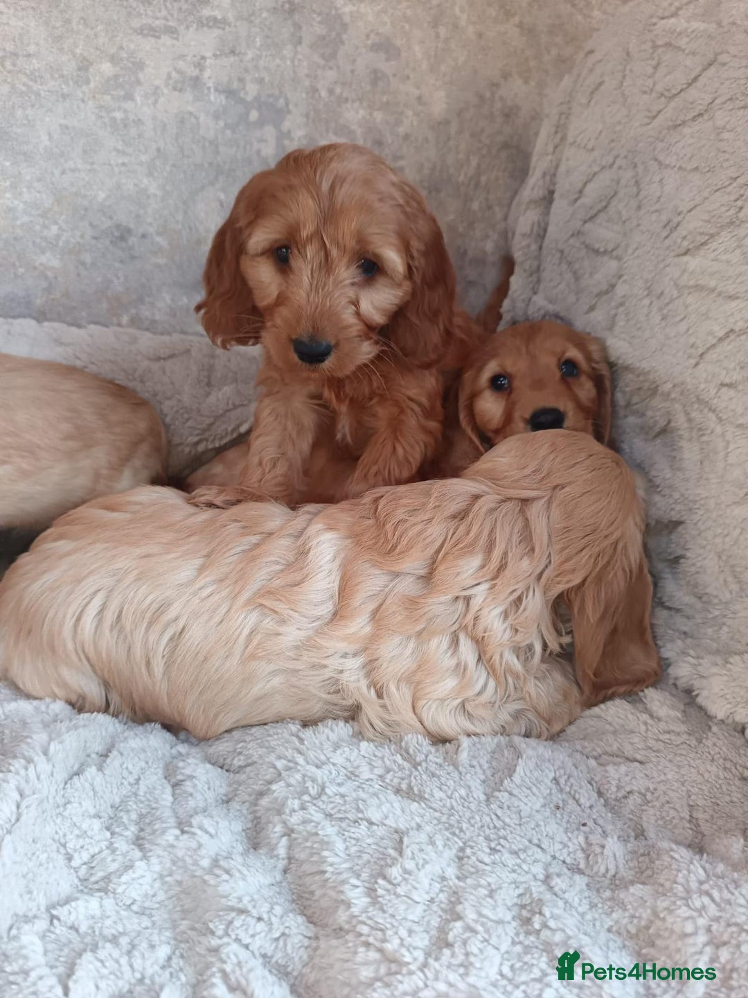 Cockapoo dogs for sale: Cockapoo puppy's  - Advert 11