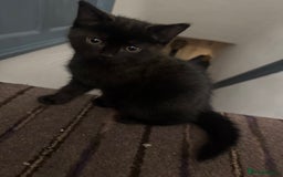 Domestic Shorthair cats for sale: kittens for sale - Image 1